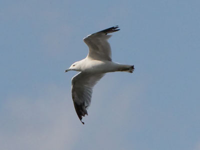 Gulls just wanna have fun.