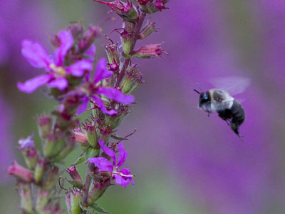 The bumblebee starts work earlier than I do.