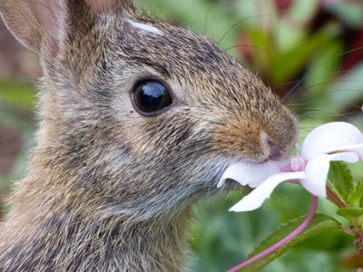 Patience and persistence resulted in my best rabbit photo ever.