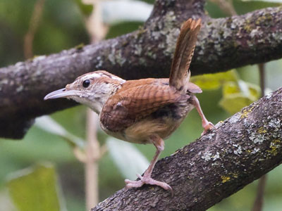 Some birds are quiet and hard to find, but not the Carolina Wren.