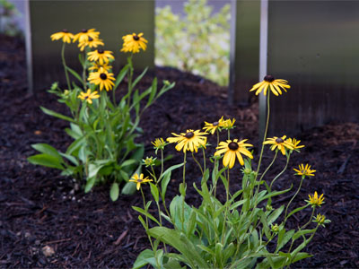 Flowers have appeared by the steel sculpture (see July 25, 2024).