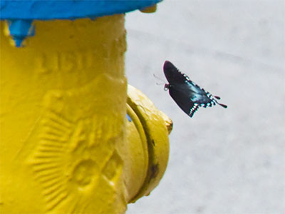 Butterflies are attracted to brightly colored . . . flowers.