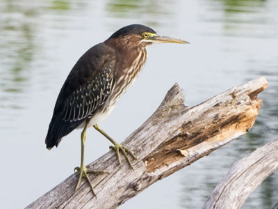 I took many, many pictures of this green heron.