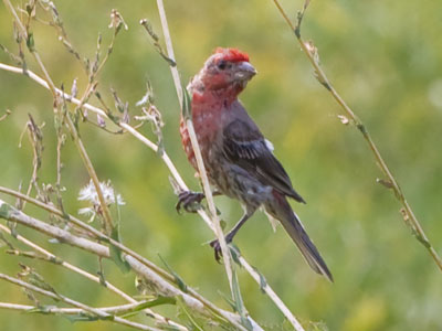 And I took just a few of this house finch.