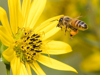 We could use fewer people and more bees.