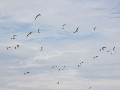 Why so many gulls in the air?