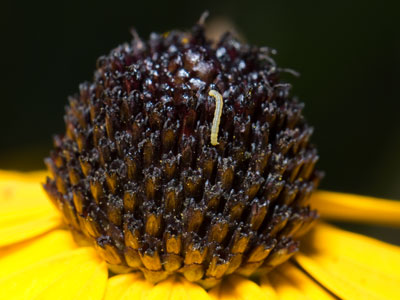 I found the world`s tiniest caterpillar.