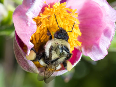 Bumblebees get a little crazy when they land on a flower.