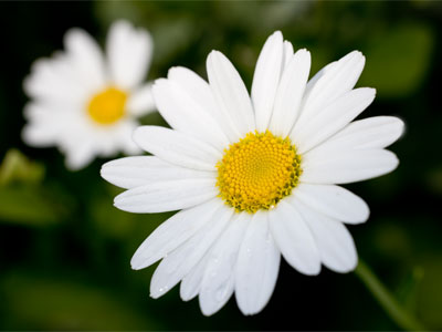 Even in late August, I found a fresh and flawless daisy.