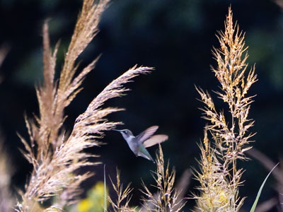 I was about a mile away from this hummingbird.