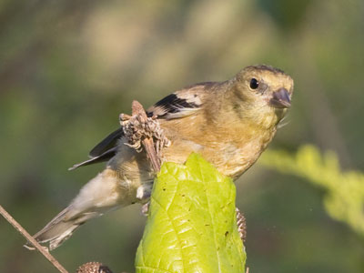 I took about 30 pictures of this hungry goldfinch.