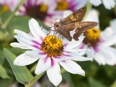 This skipper was in a big hurry.