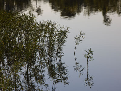 It was a quiet morning by the pond.