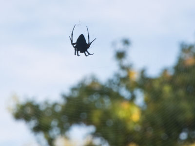 I looked out the window this morning and made a friend.