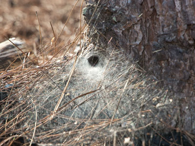 The biggest funnel spider web I`ve ever seen.