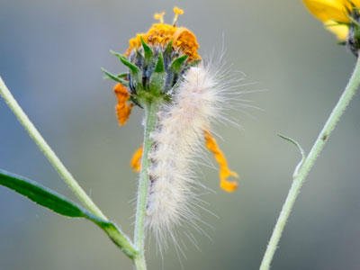 This looks like a caterpillar of the Virginian Tiger Moth (also known as the Yellow Wooly Bear).