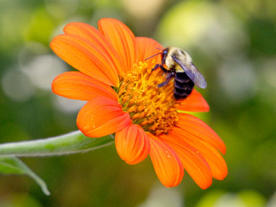 Summer, flower, bee.  All is well with the world.