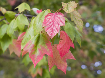 This leaf will soon be seen on the ground.