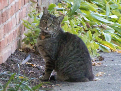 Cats of any color in my path are bad luck.