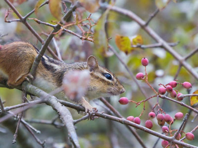 The berry hungry chipmunk.