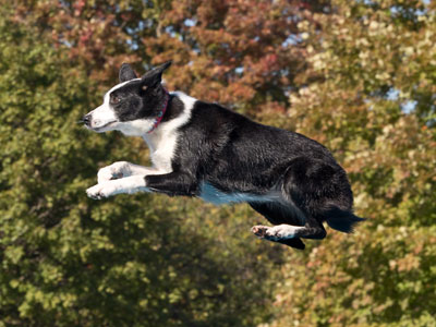 And for Dock Dogs.  It`s a lot of high-flying fur.