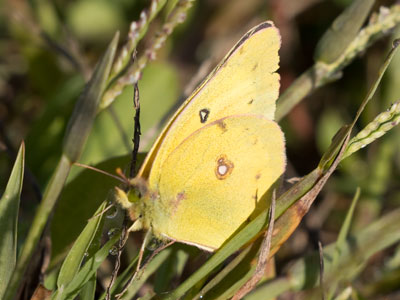 I chased this butterfly around a pond until it landed.