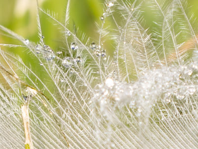 A fallen goose feather with droplets of morning dew.