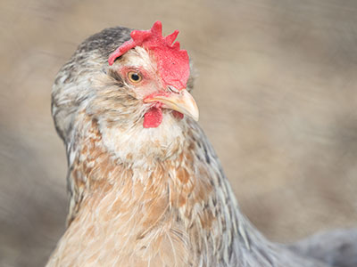 The finest in poultry portraiture (see June 2, 2024).