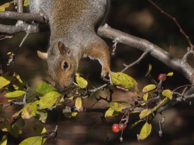 How about some delicious berries for breakfast?