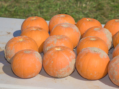 Not all of the pumpkins were eaten in the contest.