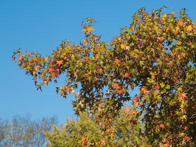 A perfect morning, if you like fall.