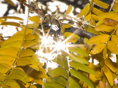 In the mornings, I wait for The Flyer next to this tree.  In August, I stand in the shade.  In October, I`m in the sun.