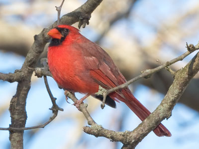 Two male cardinals were arguing and didn`t notice me.