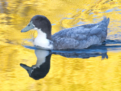 Same colorful pond, different duck (see October 28, 2022).