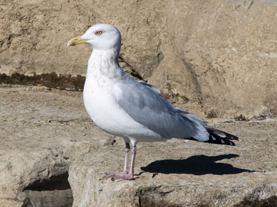 May you face life`s challenges with the stoicism of a gull.