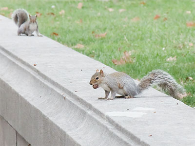 I`m nuts about squirrels.