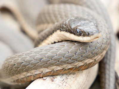 Only a VERY ATTENTIVE person would notice a small snake curled up alongside a large river.