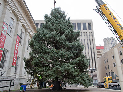 This morning, this tree was growing in Tipp City.  This afternoon, it`s dying in Dayton.