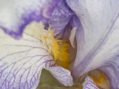 Autumn leaves?  Who cares.  Give me November irises.