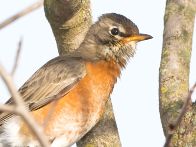 On page 567 of my new camera manual, I learned something that made it easier to focus on this robin.