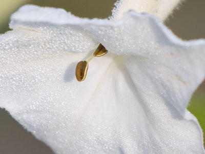 The garden was crowded with flowers in the summer.  Now there`s a sense of solitude here.