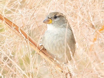 I was in the parking lot heading toward my car, but then turned back to look for more birds.  I`m glad I did.