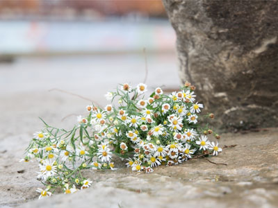 These didn`t grow here:  they were dropped or thrown.