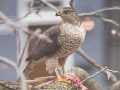 A hawk ate lunch right outside my kitchen window.