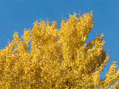 Ginko trees like to wait before shedding their leaves.