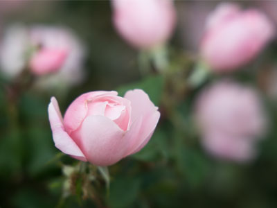 What are you thankful for?  Blooming beauty in November.