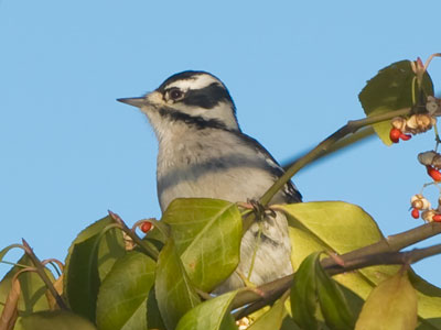 I often see mockingbirds when I come to Wegerzyn.