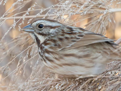 The bugs are gone and seeds are scarce.  What will the birds eat all winter?