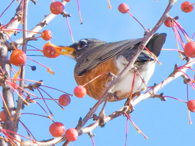 There comes a day in January when the robins feast on berries (see January 18, 2008; January 19, 2014; January 13, 2019).