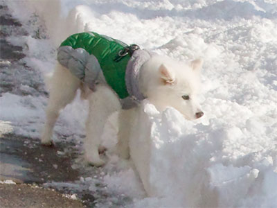 I want a cool jacket like that.